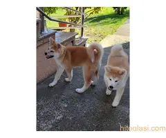 Japanska Akita