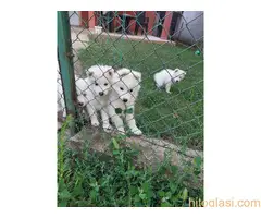 Sibirski samojed