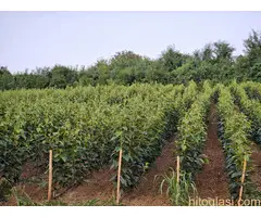 Prodaja Sadnica Voća - Kvalitetne Sadnice za Vaš Voćnjak!