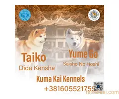 Akita Inu