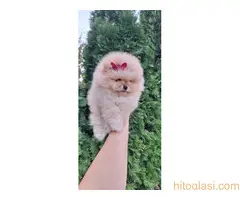 Pomeranac