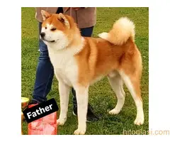 Akita Inu - Veliki japanski pas