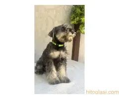 Patuljasti Šnaucer Minitaure Schnauzer