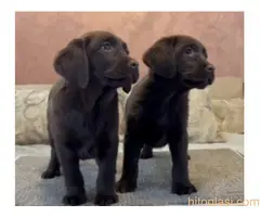 Čokoladni i crni štenci Labrador Retrievera