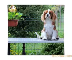 MUŽJAK DOSTUPAN CAVALIER KING CHARLES SPANIEL