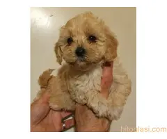 MALTIPOO   stenad