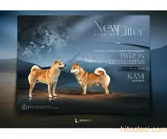 Shiba inu kućići na prodaju